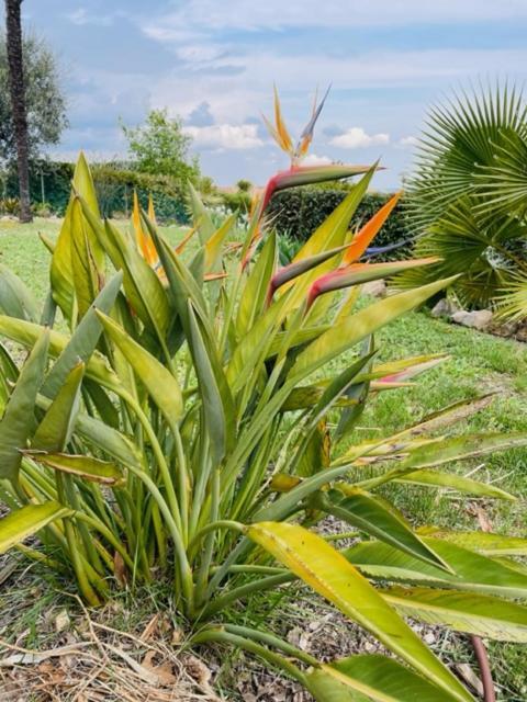 Villa Mas de Cocagne Le Tignet Esterno foto